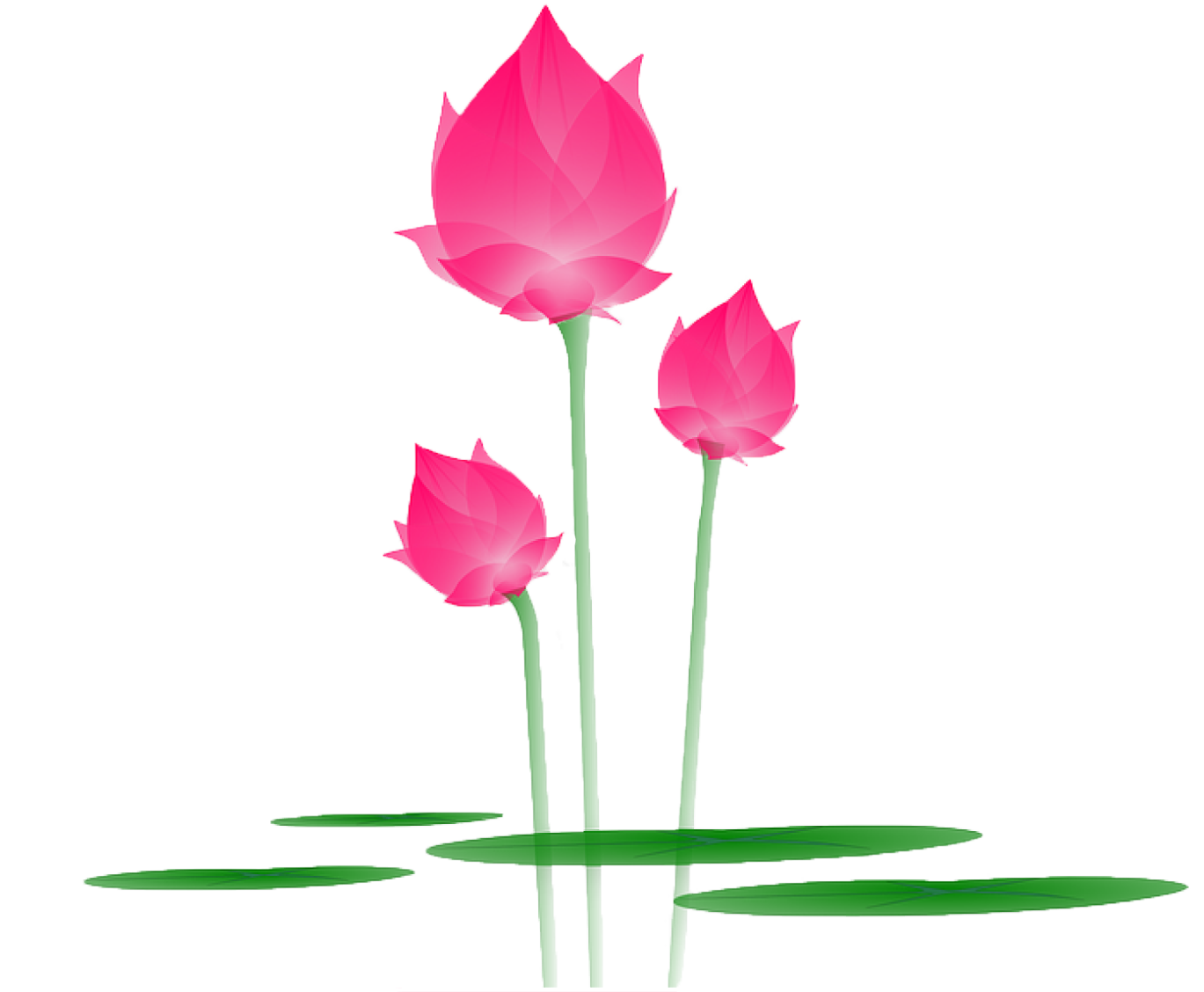 tulipes de couleurs roses